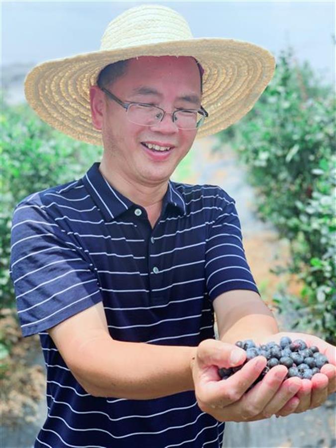 黄陂蓝莓产业一条龙:果苗、盆栽供不应求,高端水果入乡随俗